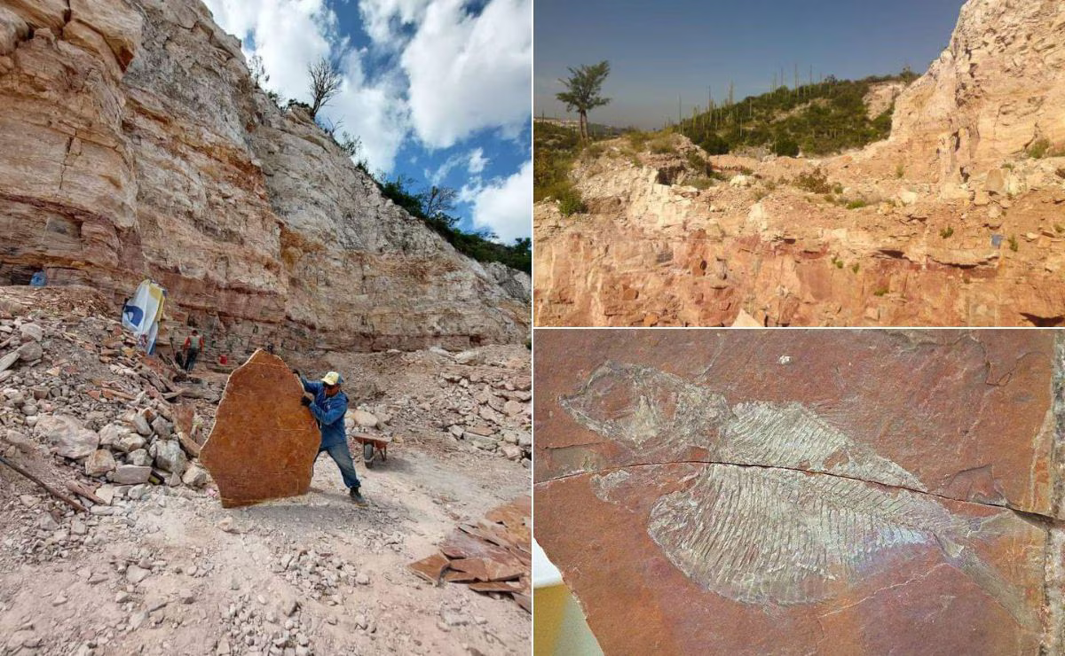 Visita el antiguo mar de Puebla donde se encontraron varias criaturas